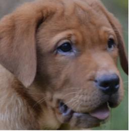 Labrador Retriever Puppies from Alabama English Labs