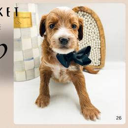 Rocket - Red  male Goldendoodle puppy in Hilton, New York from The House of Goldendoodle