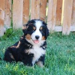 Bernese Mountain Dog Puppies from Diana Wilson