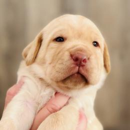Labrador Retriever Puppies from Pleasant Valley Creekside Ranch, LLC