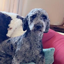 Carin - Goldendoodle
