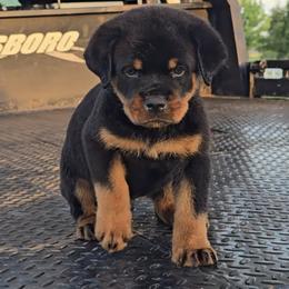 BOY 2 - Black and mahogany male Rottweiler puppy in Holts Summit, Missouri from Hurleyhaus Rottweilers