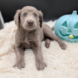 Girl 2 - female Long Haired Weimaraner puppy in Evart, Michigan from Drehbar Weimaraners