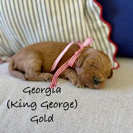 Georgia - Red  male Goldendoodle puppy in Springville, Utah from JW Doodles