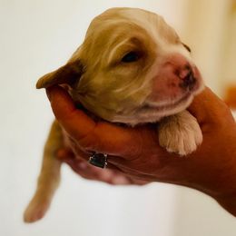 Cocker Spaniel Puppies from Cocker Spaniels