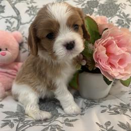 Little Princess - Blenheim female Cavalier King Charles Spaniel puppy in Mt. Ulla, North Carolina from Divine Cavaliers