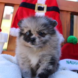 Sky - Pomeranian puppy from Tiara house of poms