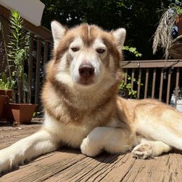 Apollo - Siberian Husky