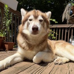 Apollo - Siberian Husky