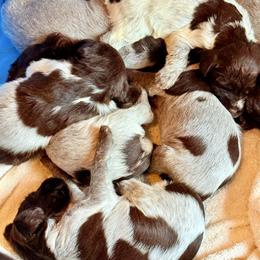 Mave - Brown and gray female Wirehaired Pointing Griffon puppy in Shelbyville, Texas from AndersonK9Kennels Bayou Beards
