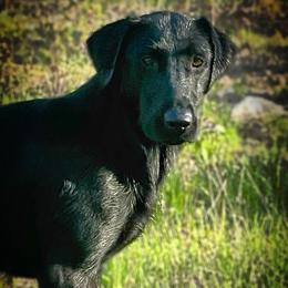 Arsyn - Labrador Retriever