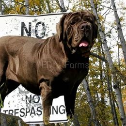 Isa - Neapolitan Mastiff