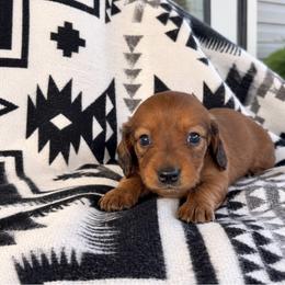 GIRL 1 CKC - Red female Dachshund puppy in Nacogdoches, Texas from S7 Dachsunds