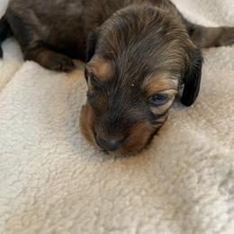 Boy 1 - Sable male Dachshund puppy in Pryor, Oklahoma from MJ Lil’ Cherokee Paws