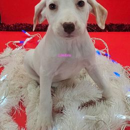 Linden Lua - White and orange female Dalmatian puppy in Conrath, Wisconsin from JSF Dalmatians LLC