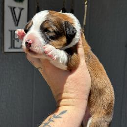 Odin - Sable and white male American Corgi puppy in East Oakdale, California from Rhettro Kennels