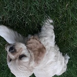 Cocker Spaniel Puppies from Doc's Cockers