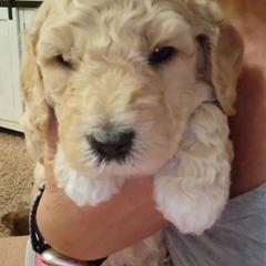 Goldendoodle Puppies from Honey's Bunches