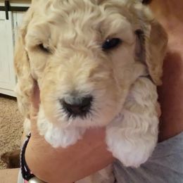 Goldendoodle Puppies from Honey's Bunches
