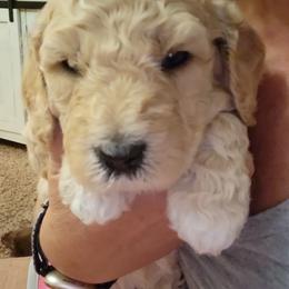 Goldendoodle Puppies from Honey's Bunches