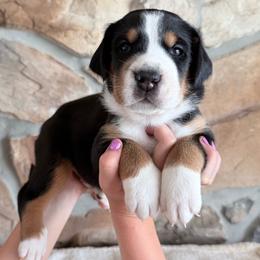 Red - Black, white and red male Greater Swiss Mountain Dog puppy in Everett, Pennsylvania from Sweet Stream Swissies