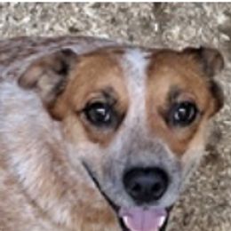 Australian Cattle Dogs, Great Danes, and Pembroke Welsh Corgis from Paul's Pups