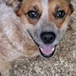 Australian Cattle Dogs, Great Danes, and Pembroke Welsh Corgis from Paul's Pups