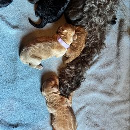 Red girl 3 - Red female Labradoodle puppy in Constableville, New York from Zehr’s Labradoodles & Bernedoodles
