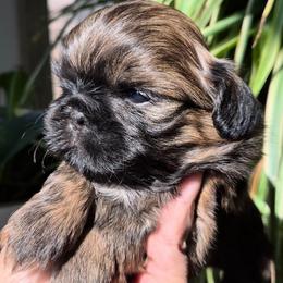 Brindle Boy - Brindle male Shih Tzu puppy in El Paso, Texas from Paws Of Beauty