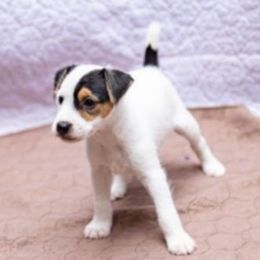 Pink collar - Tri-colored female Parson Russell Terrier puppy in Branford, Florida from Loyalville