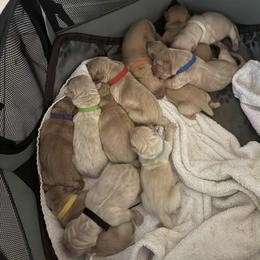 Girl 2 - Golden female Golden Retriever puppy in Groveland, Florida from Daisy Lynn Goldens