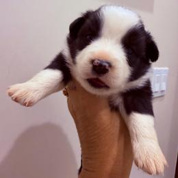 Hope - Black tri female Miniature Australian Shepherd puppy in Taylor, Arizona from Holy Ghost Ranch, Inc