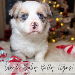 Uncle baby Billy - Blue merle and white male American Corgi puppy in Greenwood, Indiana from Witch Creek Corgis