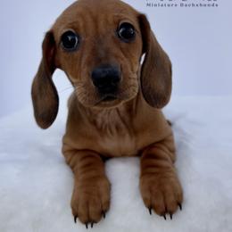 Ophelia - Red female Dachshund puppy in Royse City, Texas from Truehearted Miniature Dachshunds