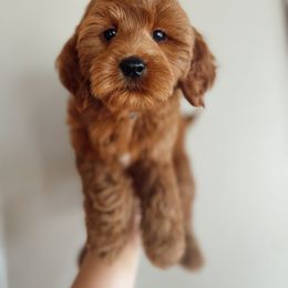 Aussiedoodle and Goldendoodle Puppies from Garside Doodles