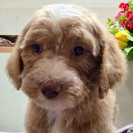 Teddy - Red  male Goldendoodle puppy in Chattanooga, Tennessee from Scenic City Doodles