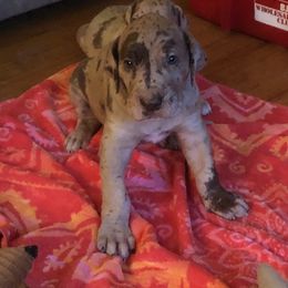 Boy 1 - Merle Great Dane puppy in Glenville, New York from Red Oak Farm and Kennel