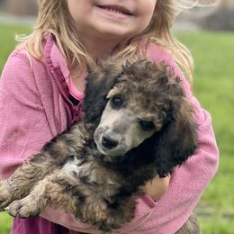 Poodles from Spunky Paws Poodles