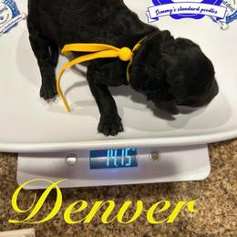 Denver - Silver female Poodle puppy in Mobile, Alabama from Semmy’s Standard Poodle LLC