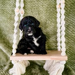 Flower - Black female Labradoodle puppy in Elizabeth City, North Carolina from Howdy Doodles