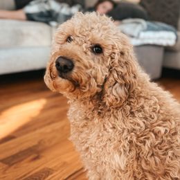 Lucy - Goldendoodle