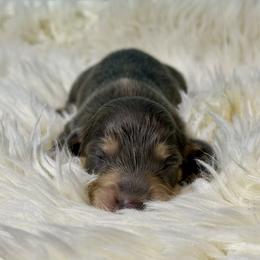 AKC limited girl 2 - Blue and cream female Dachshund puppy in Bartlesville, Oklahoma from OkieDokieDox