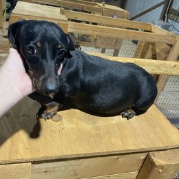 Mavis - Dachshund
