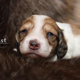 Beast - Cream male Dachshund puppy in Canton, Ohio from Rissas CrAz Critters