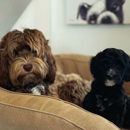 Australian Labradoodles from The Kennels at Calls Creek