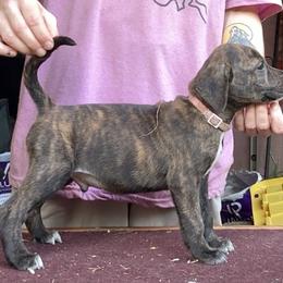 Brindle M - Brindle male Mountain Cur puppy in Georgetown, Ohio from Walnut Ridge Mountain Curs