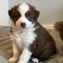 Australian Shepherds from Velocity Farms, farm raised Aussies