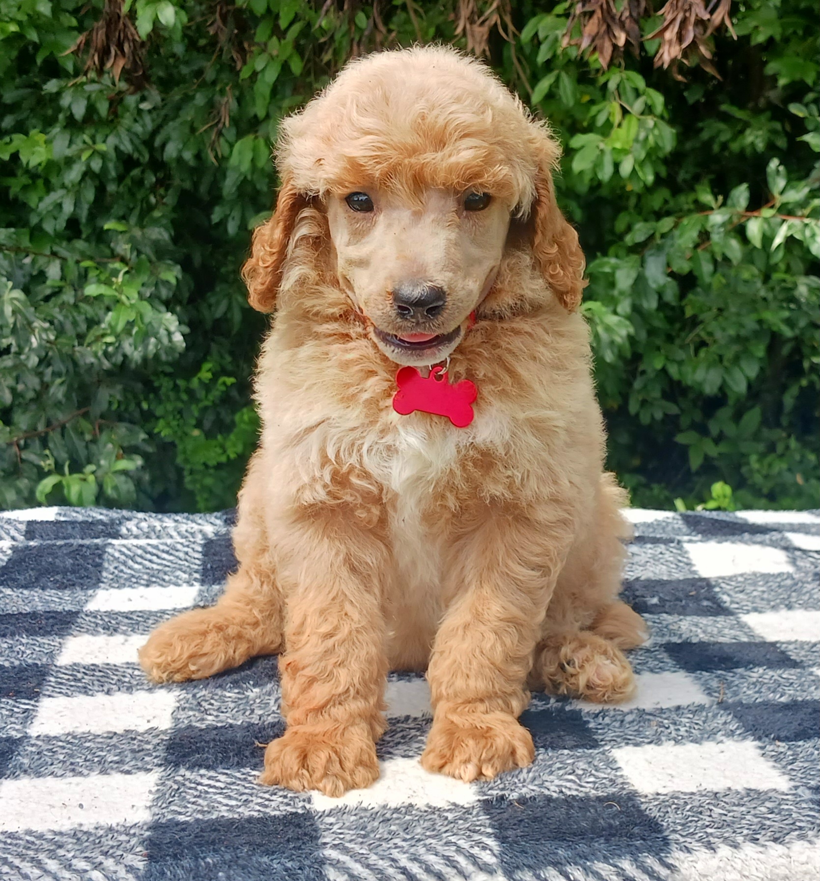 Dalmatian and Poodle Puppies from Reeves Family Standards