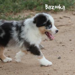 Bazooka - Blue merle male Miniature Australian Shepherd puppy in Garden Plain, Kansas from Krazy K Aussies