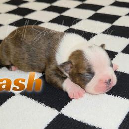 Crash - Brindle and white male Boston Terrier puppy in Lead Hill, Arkansas from Bull Shoals Bostons